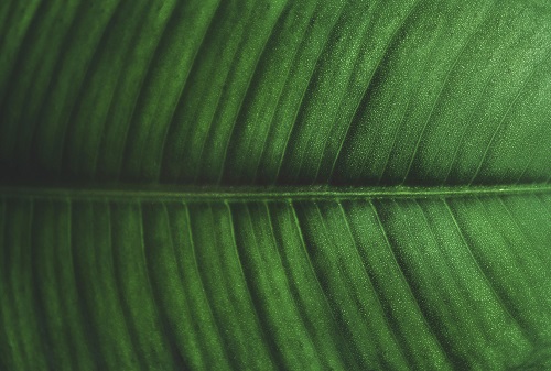 fondo hoja