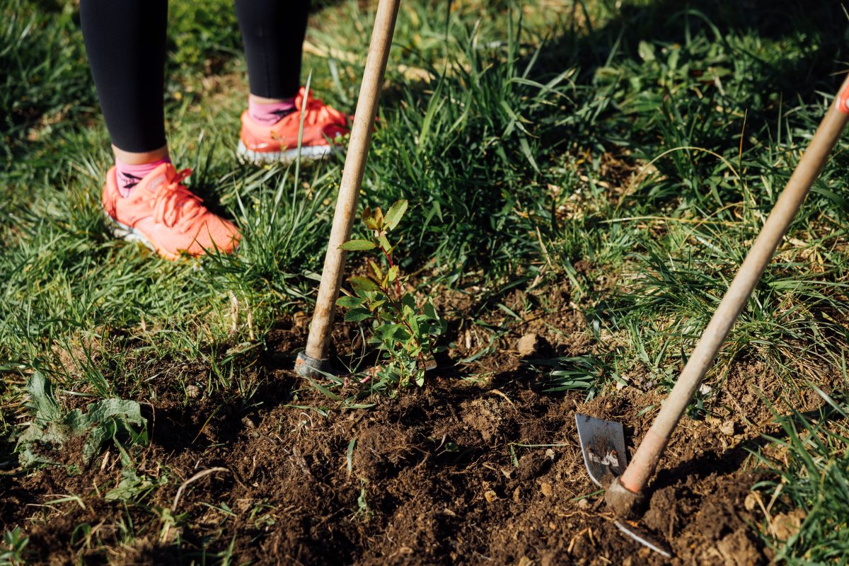 Plantación de árboles Luanco 9