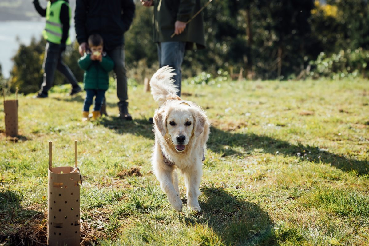 Plantación de árboles Luanco 7