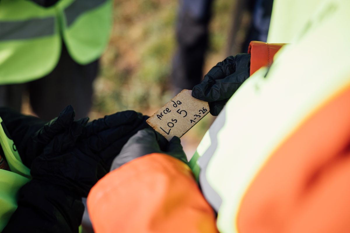 Plantación de árboles Luanco 18